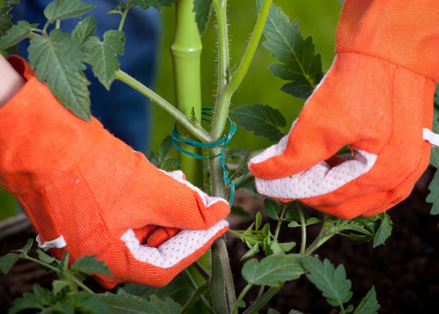 Tuteur Tomate : Le Guide Complet pour Réussir Vos Plants
